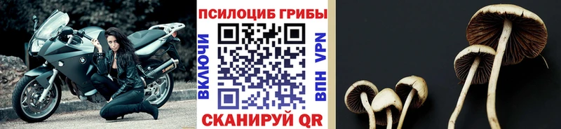 Псилоцибиновые грибы ЛСД  kraken маркетплейс  Ступино 